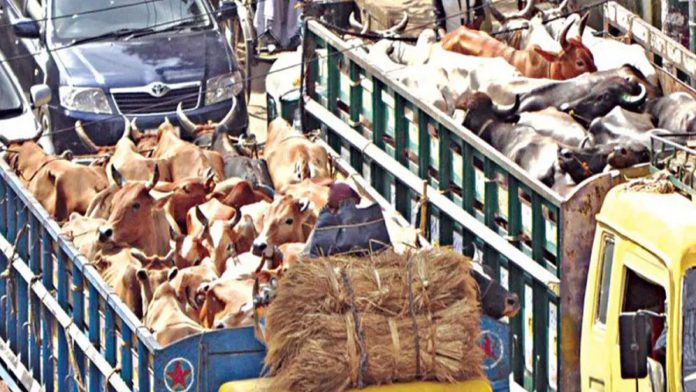 cow truck road ঈদযাত্রা