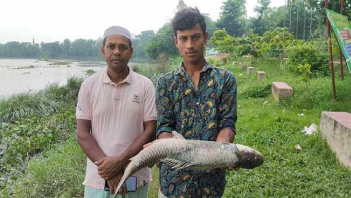 fish halda হালদা, মা মাছ