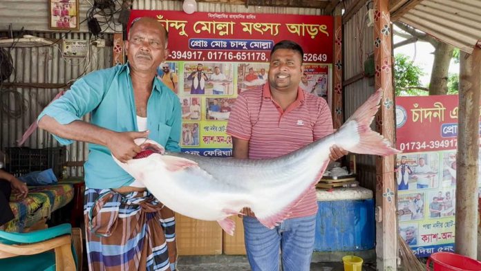 পদ্মা