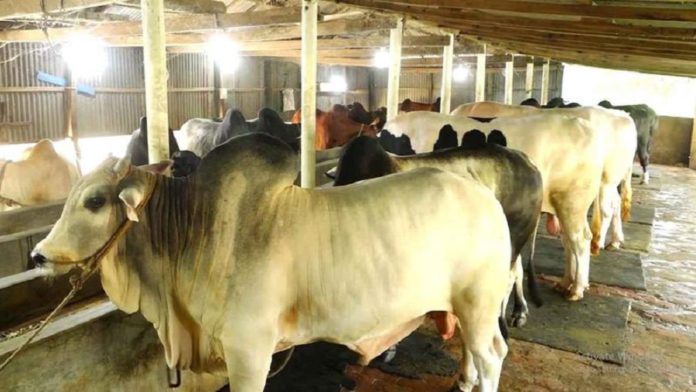 cow ready কোরবানি