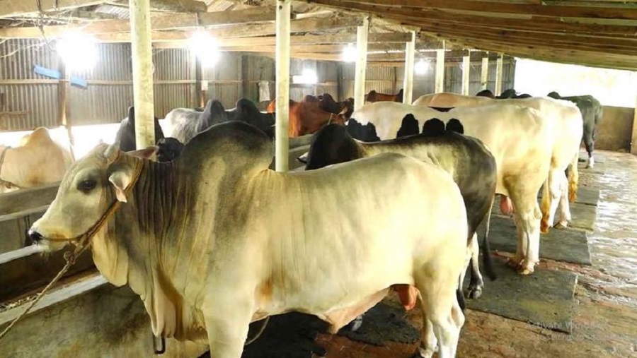 কোরবানি