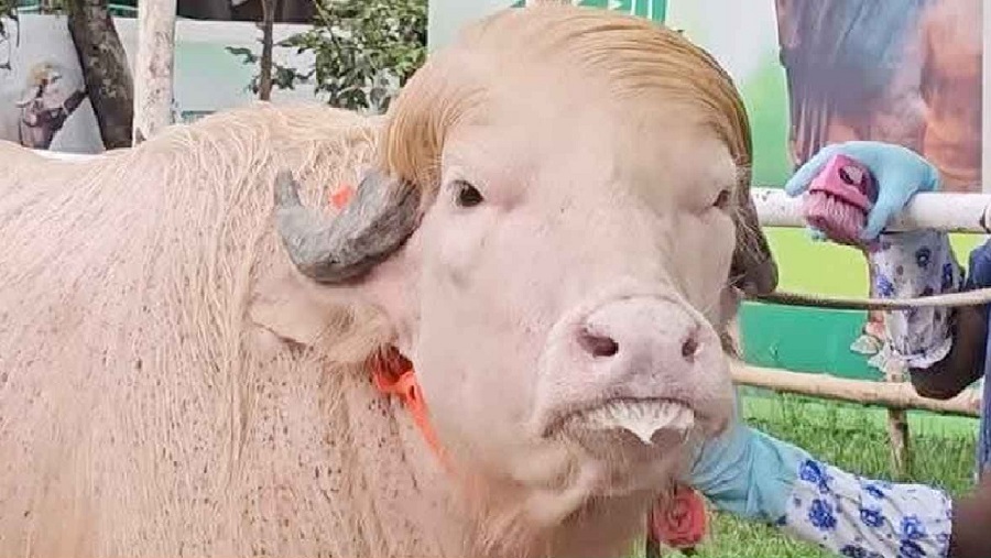 মহিষ