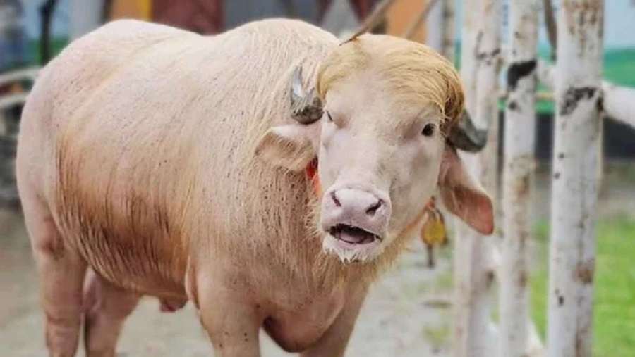 মহিষ