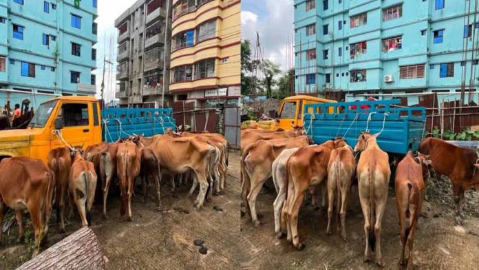 গরু