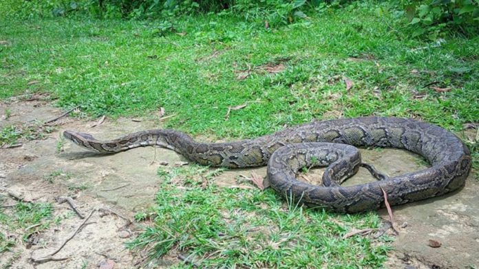 mirsarai snake অজগর