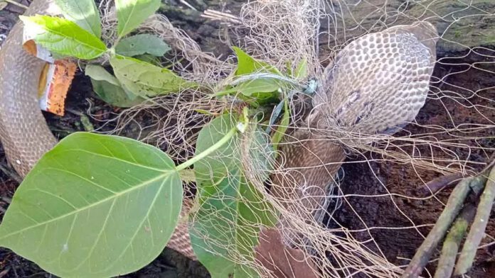 বোয়ালখালী
