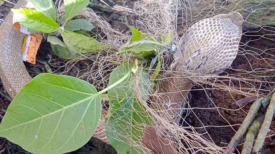 বোয়ালখালী