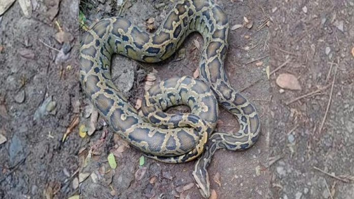 বোয়ালখালী