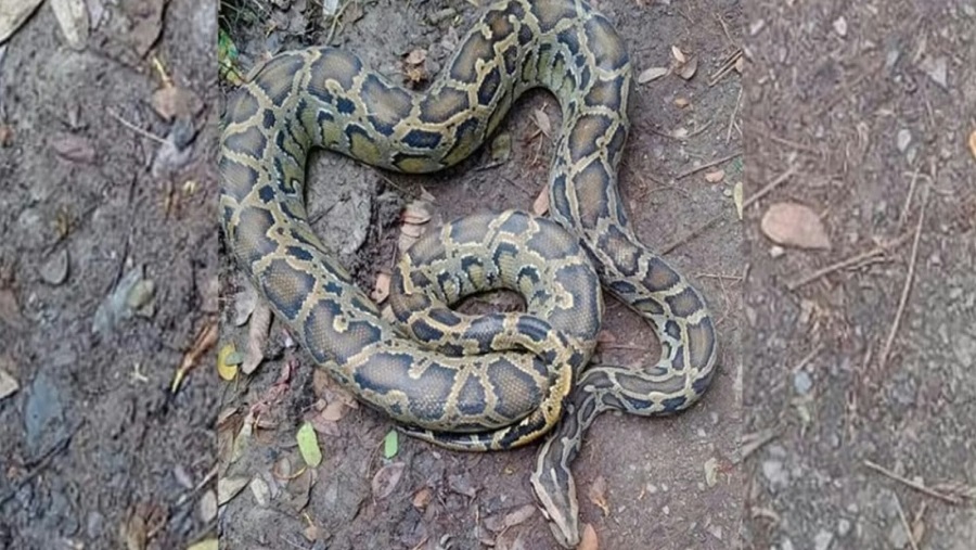 বোয়ালখালী